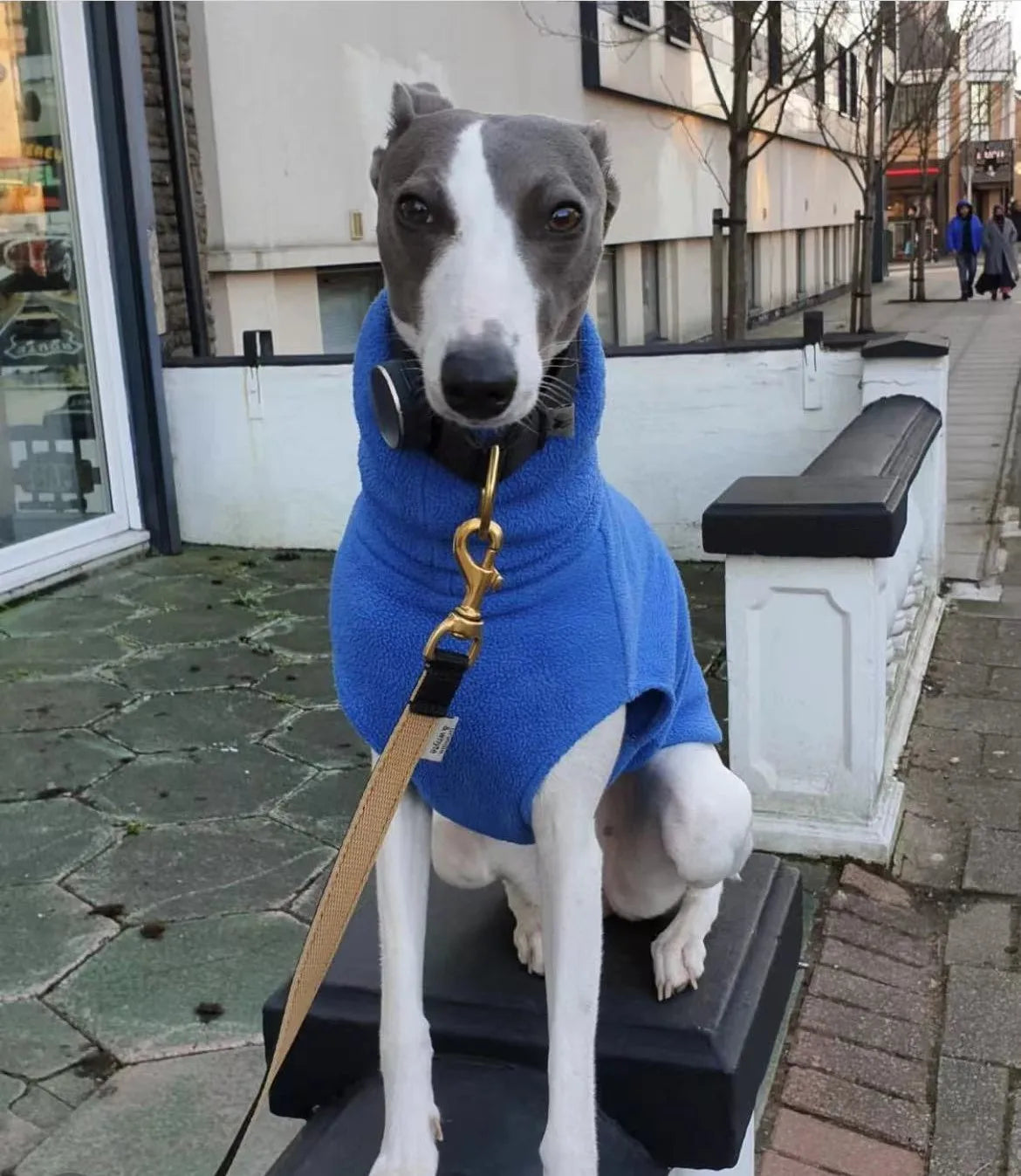 Winter Fleece Whippet Vest – Italian Greyhound Turtleneck Dog Clothes